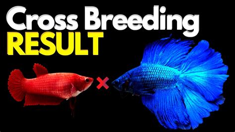 betta cross breeding results|The Art of Cross Breeding Betta Fish .